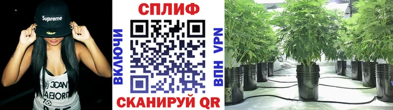 Купить  Пошехонье  Марихуана гибрид 